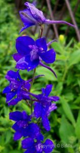 100_5181.jpg