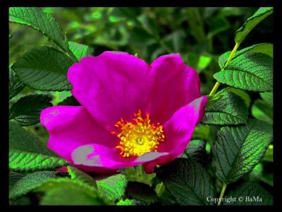 rosa_rugosa2.jpg